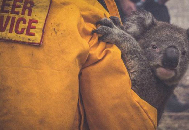 Bomberos rescatan a seis koalas rodeados por un incendio ...